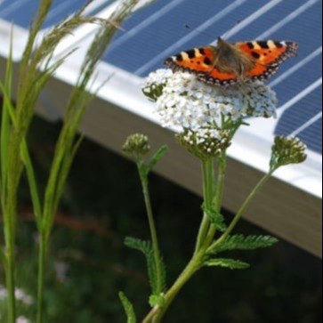 Butterfly on solar green roof