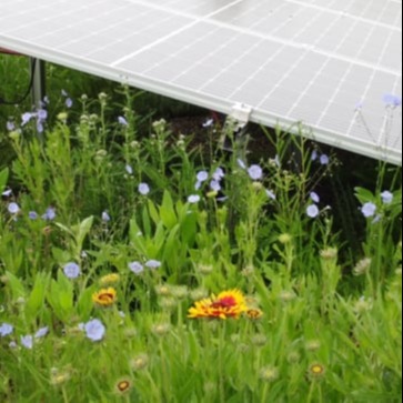 Biodiversity and solar green roofs